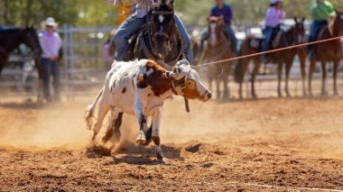 Buzağı kementle kement atma yarışmasında bir rodeoda kovboylar tarafından kement atıldı.