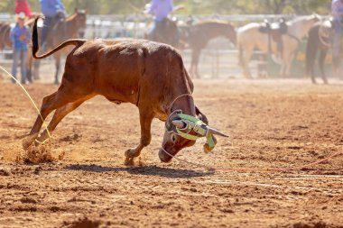 Buzağı kementle kement atma yarışmasında bir rodeoda kovboylar tarafından kement atıldı.