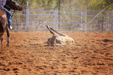 Buzağı kementle kement atma yarışmasında bir rodeoda kovboylar tarafından kement atıldı.