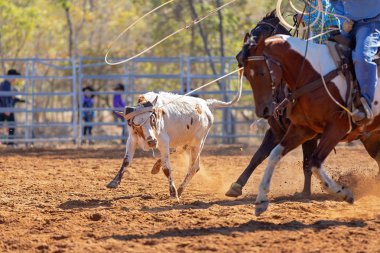 Buzağı kementle kement atma yarışmasında bir rodeoda kovboylar tarafından kement atıldı.
