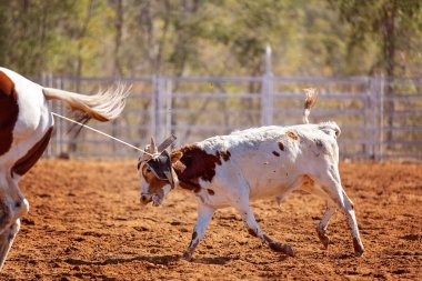 Buzağı kementle kement atma yarışmasında bir rodeoda kovboylar tarafından kement atıldı.