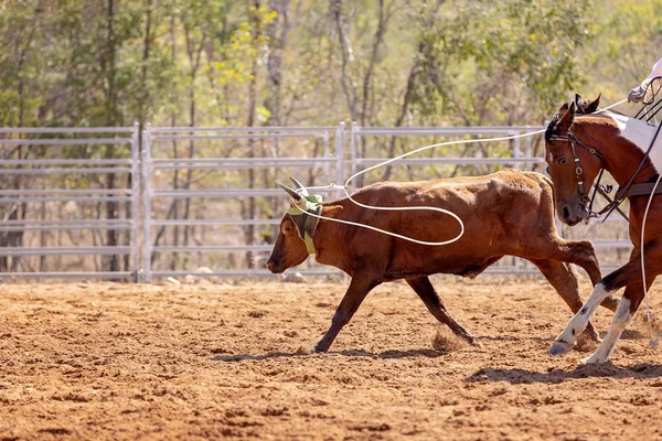 Kalv Lassoas Ett Team Kalv Rep Händelse Cowboys Ett Land — Stockfoto