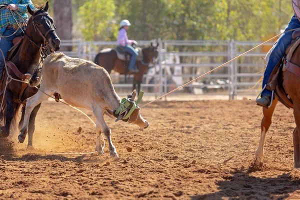 Cielak Jest Bity Lassem Drużynie Łydek Przez Kowbojów Wiejskim Rodeo — Zdjęcie stockowe