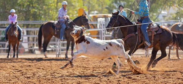 Kalf Wordt Door Cowboys Een Country Rodeo Een Team Kalvertouwen — Stockfoto