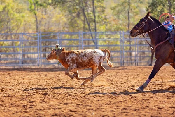 Kalv Lassoas Ett Team Kalv Rep Händelse Cowboys Ett Land — Stockfoto