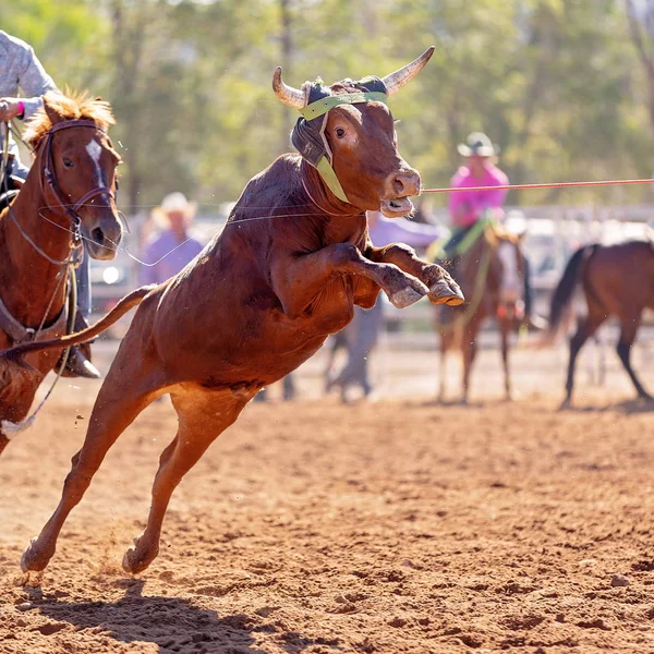 Kalf Wordt Door Cowboys Een Country Rodeo Een Team Kalvertouwen — Stockfoto