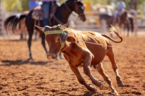 Kalf Wordt Door Cowboys Een Country Rodeo Een Team Kalvertouwen — Stockfoto