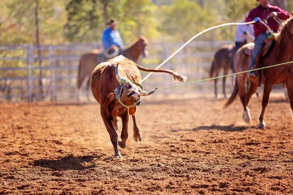 Vițel Fiind Lassoed Într Eveniment Roping Vițel Echipă Cowboy Rodeo — Fotografie, imagine de stoc