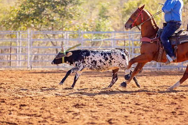 Cielak Jest Bity Lassem Drużynie Łydek Przez Kowbojów Wiejskim Rodeo — Zdjęcie stockowe