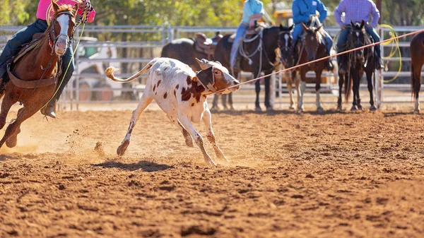 Kalf Wordt Door Cowboys Een Country Rodeo Een Team Kalvertouwen — Stockfoto