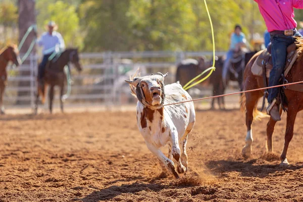 Kalv Lassoas Ett Team Kalv Rep Händelse Cowboys Ett Land — Stockfoto