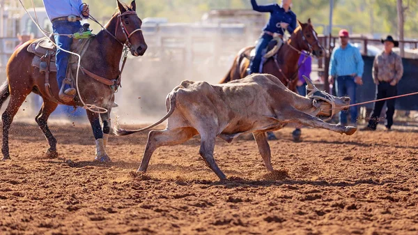 Kalf Wordt Door Cowboys Een Country Rodeo Een Team Kalvertouwen — Stockfoto