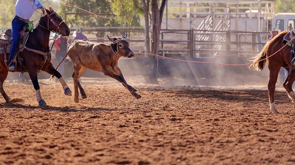 Kalv Lassoas Ett Team Kalv Rep Händelse Cowboys Ett Land — Stockfoto