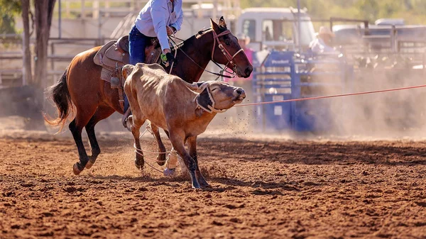Cielak Jest Bity Lassem Drużynie Łydek Przez Kowbojów Wiejskim Rodeo — Zdjęcie stockowe