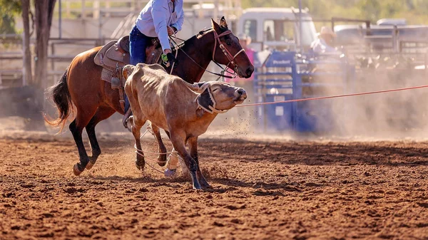 Becerro Siendo Encadenado Evento Cuerda Becerro Equipo Por Vaqueros Rodeo —  Fotos de Stock