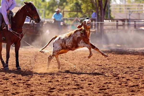 牛仔们在一个乡村牛仔竞技会的集体小牛犊拉皮条活动中对小牛犊进行了拉皮条 — 图库照片