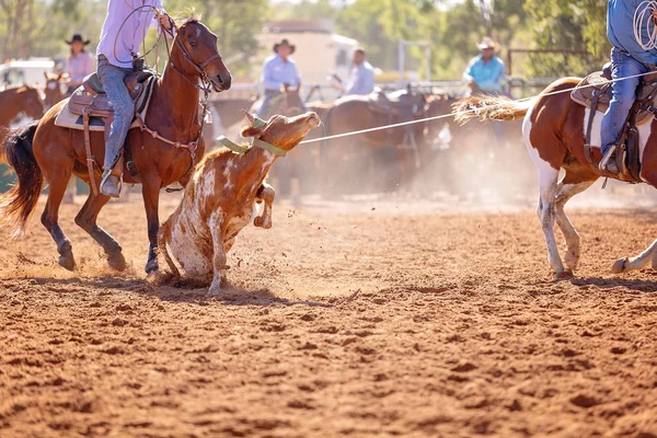 Cielak Jest Bity Lassem Drużynie Łydek Przez Kowbojów Wiejskim Rodeo — Zdjęcie stockowe