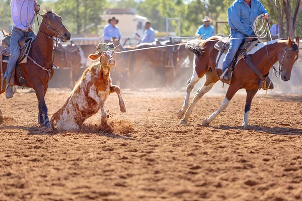 Cielak Jest Bity Lassem Drużynie Łydek Przez Kowbojów Wiejskim Rodeo — Zdjęcie stockowe