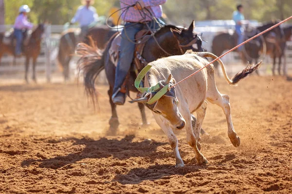 Cielak Jest Bity Lassem Drużynie Łydek Przez Kowbojów Wiejskim Rodeo — Zdjęcie stockowe