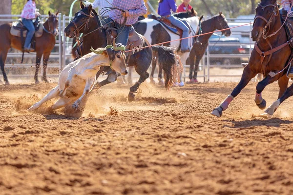 Becerro Siendo Encadenado Evento Cuerda Becerro Equipo Por Vaqueros Rodeo — Foto de Stock