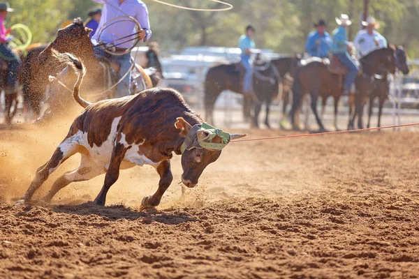 Becerro Siendo Encadenado Evento Cuerda Becerro Equipo Por Vaqueros Rodeo —  Fotos de Stock