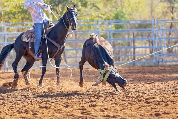 Kalf Wordt Door Cowboys Een Country Rodeo Een Team Kalvertouwen — Stockfoto