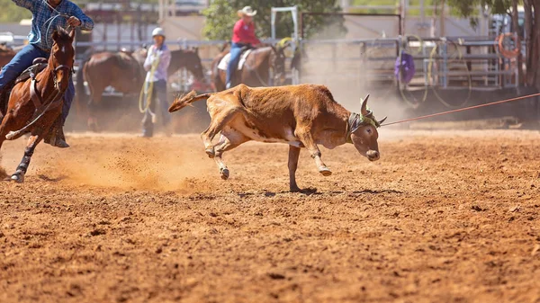 Kalf Wordt Door Cowboys Een Country Rodeo Een Team Kalvertouwen — Stockfoto