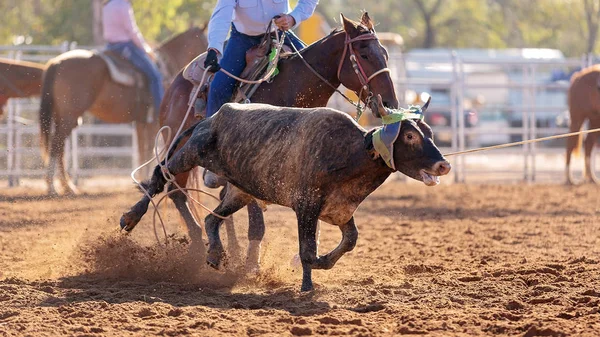 Kalb Wird Von Cowboys Bei Einem Country Rodeo Einem Team — Stockfoto