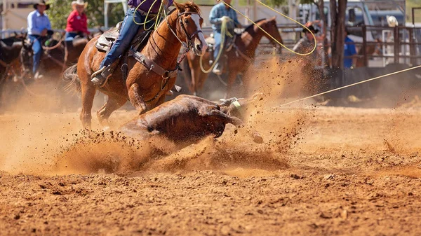 Becerro Siendo Encadenado Evento Cuerda Becerro Equipo Por Vaqueros Rodeo —  Fotos de Stock