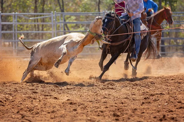 Vițel Fiind Lassoed Într Eveniment Roping Vițel Echipă Cowboy Rodeo — Fotografie, imagine de stoc