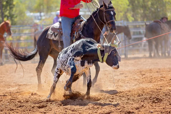 Bezerro Sendo Lassoado Evento Cordas Bezerro Equipe Por Vaqueiros Rodeio — Fotografia de Stock