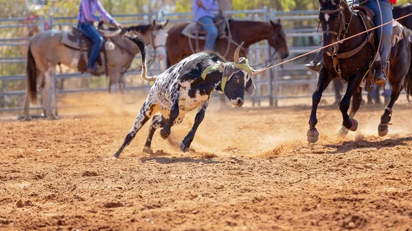 Becerro Siendo Encadenado Evento Cuerda Becerro Equipo Por Vaqueros Rodeo —  Fotos de Stock