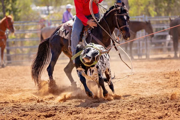 Vițel Fiind Lassoed Într Eveniment Roping Vițel Echipă Cowboy Rodeo — Fotografie, imagine de stoc
