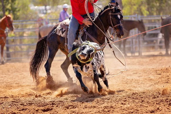 Bezerro Sendo Lassoado Evento Cordas Bezerro Equipe Por Vaqueiros Rodeio — Fotografia de Stock