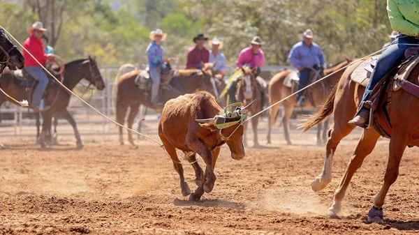Kalf Wordt Door Cowboys Een Country Rodeo Een Team Kalvertouwen — Stockfoto