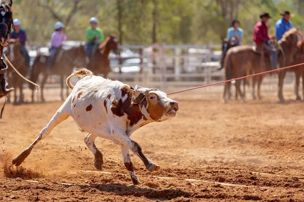 Calf Being Lassoed Team Calf Roping Event Cowboys Country Rodeo — Stock Photo, Image