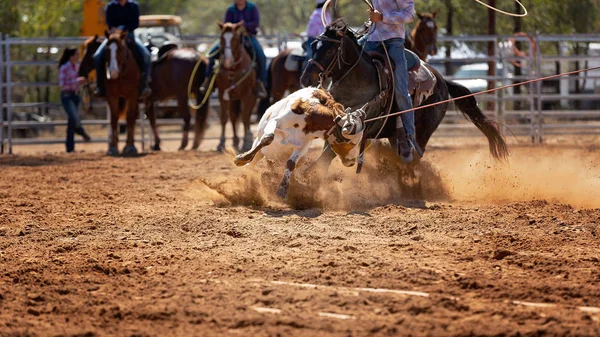 Cielak Jest Bity Lassem Drużynie Łydek Przez Kowbojów Wiejskim Rodeo — Zdjęcie stockowe