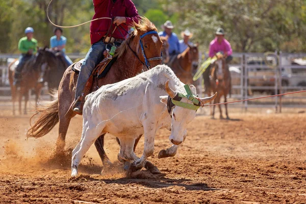 Borjút Egy Csapat Lasszózási Eseményen Rabolták Cowboyok Egy Country Rodeón — Stock Fotó