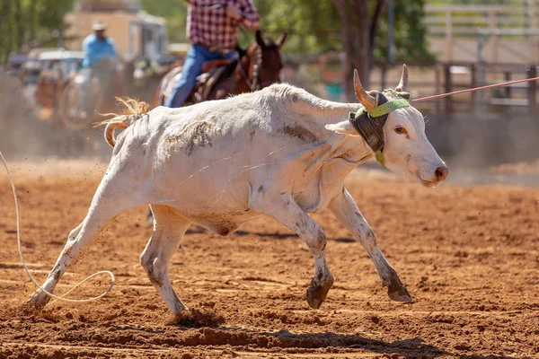 Becerro Siendo Encadenado Evento Cuerda Becerro Equipo Por Vaqueros Rodeo — Foto de Stock