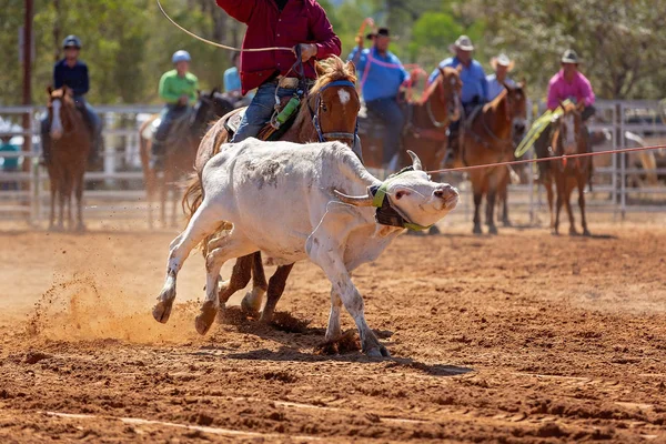 Kalv Lassoas Ett Team Kalv Rep Händelse Cowboys Ett Land — Stockfoto