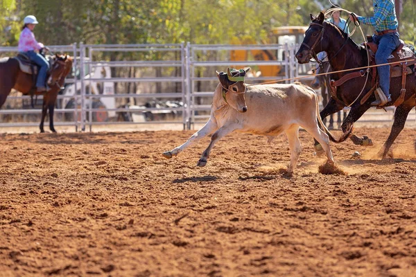 Kalv Lassoas Ett Team Kalv Rep Händelse Cowboys Ett Land — Stockfoto