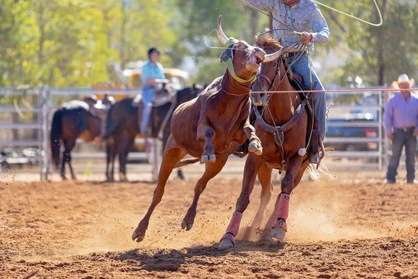 Bezerro Sendo Lassoado Evento Cordas Bezerro Equipe Por Vaqueiros Rodeio — Fotografia de Stock