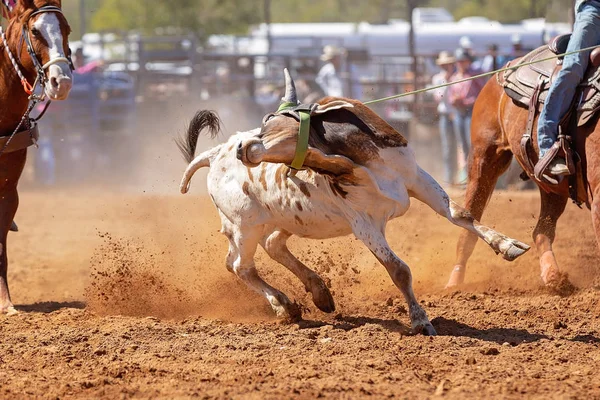 Bezerro Sendo Lassoado Evento Cordas Bezerro Equipe Por Vaqueiros Rodeio — Fotografia de Stock