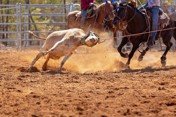 Borjút Egy Csapat Lasszózási Eseményen Rabolták Cowboyok Egy Country Rodeón — Stock Fotó