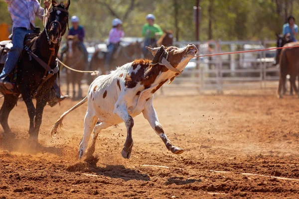 Kalf Wordt Door Cowboys Een Country Rodeo Een Team Kalvertouwen — Stockfoto