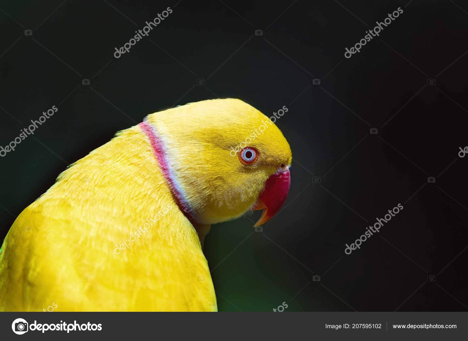 Lutino Baby Yellow Ringneck Parrot Bright Yellow Lutino Indian
