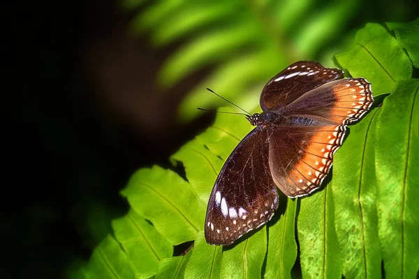 Brown Butterfly Alighting Green Garden Fern — Stock Photo, Image
