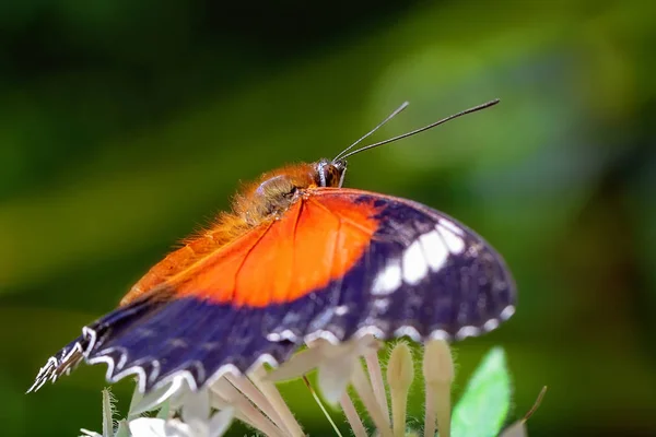 Papillon Lacets Orange Descendant Sur Une Fleur Jardin Blanche Sur — Photo