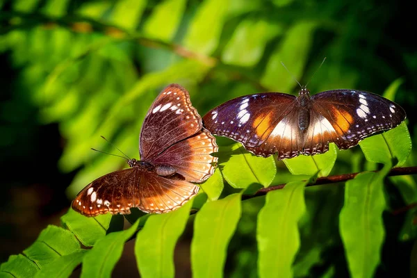 Una Mariposa Marrón Iluminándose Sobre Helecho Jardín Verde — Foto de Stock