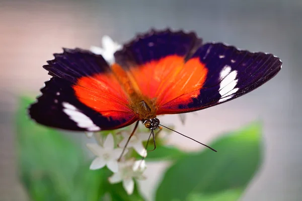 一只橙色的蛉蝴蝶落在白色花园的花朵上 隔离在模糊的背景上 — 图库照片